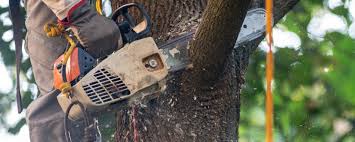 Best Palm Tree Trimming  in Hoopers Creek, NC
