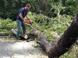 Best Tree Mulching  in Hoopers Creek, NC