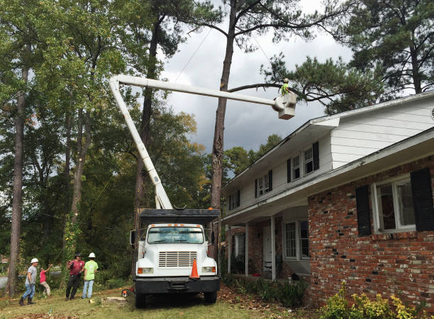 Best Commercial Tree Services  in Hoopers Creek, NC