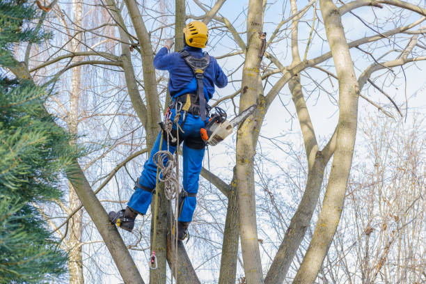 Best Tree Disease Treatment  in Hoopers Creek, NC